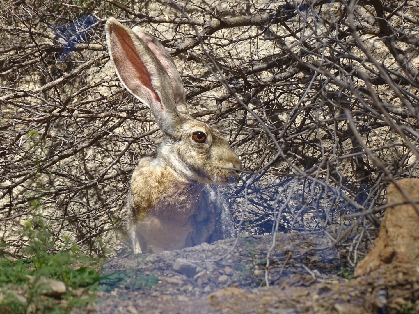 Antelope jackrabbit (Lepus alleni)