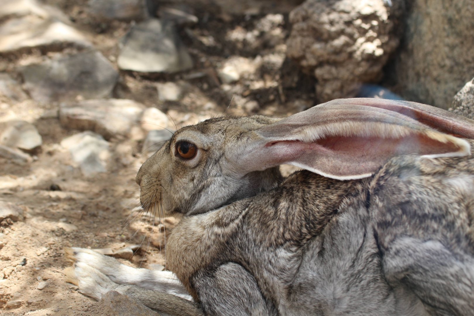 Antelope Jackrabbit