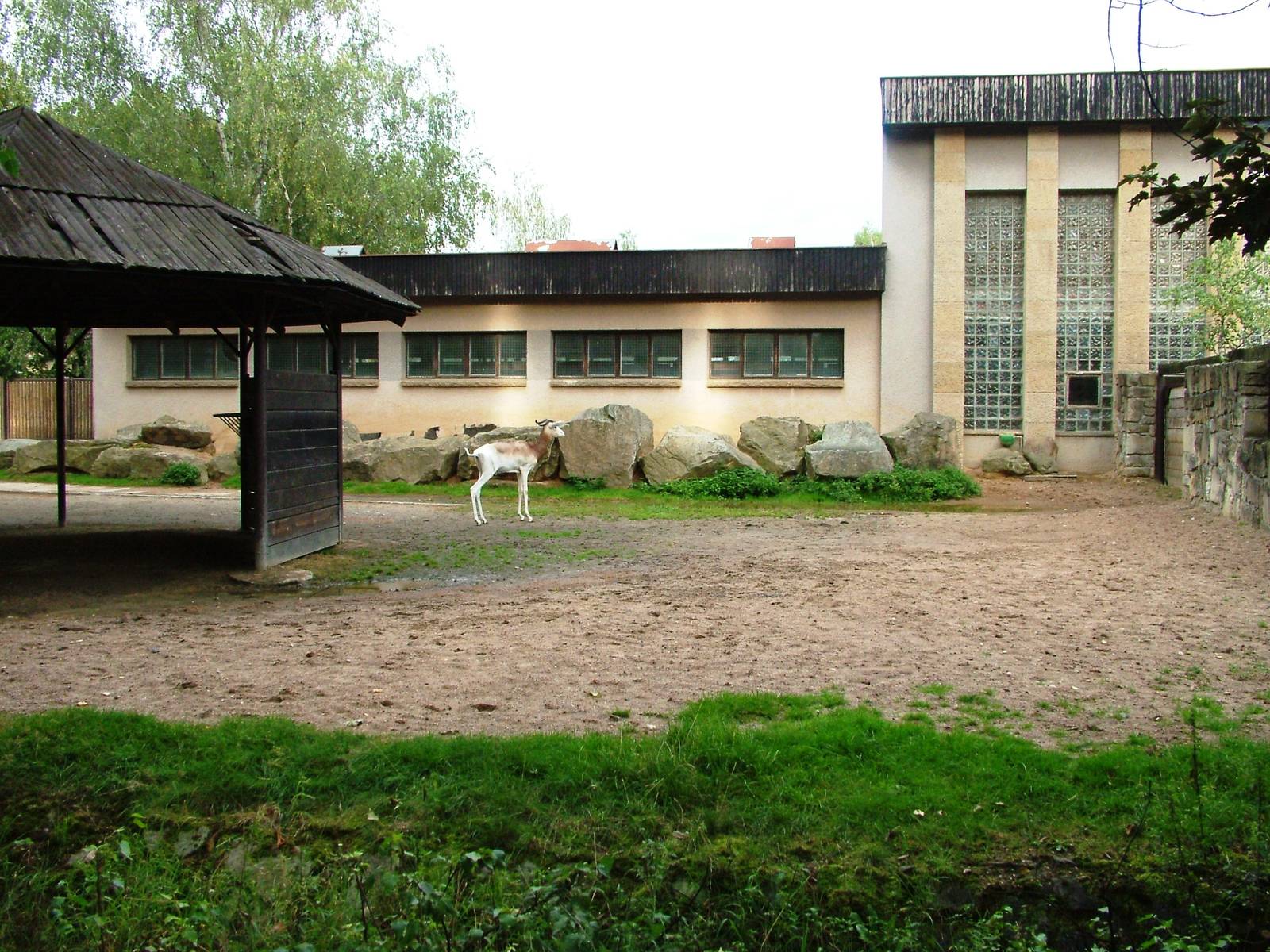 Antelope Paddock at Dvur Kralove, 26/08/12