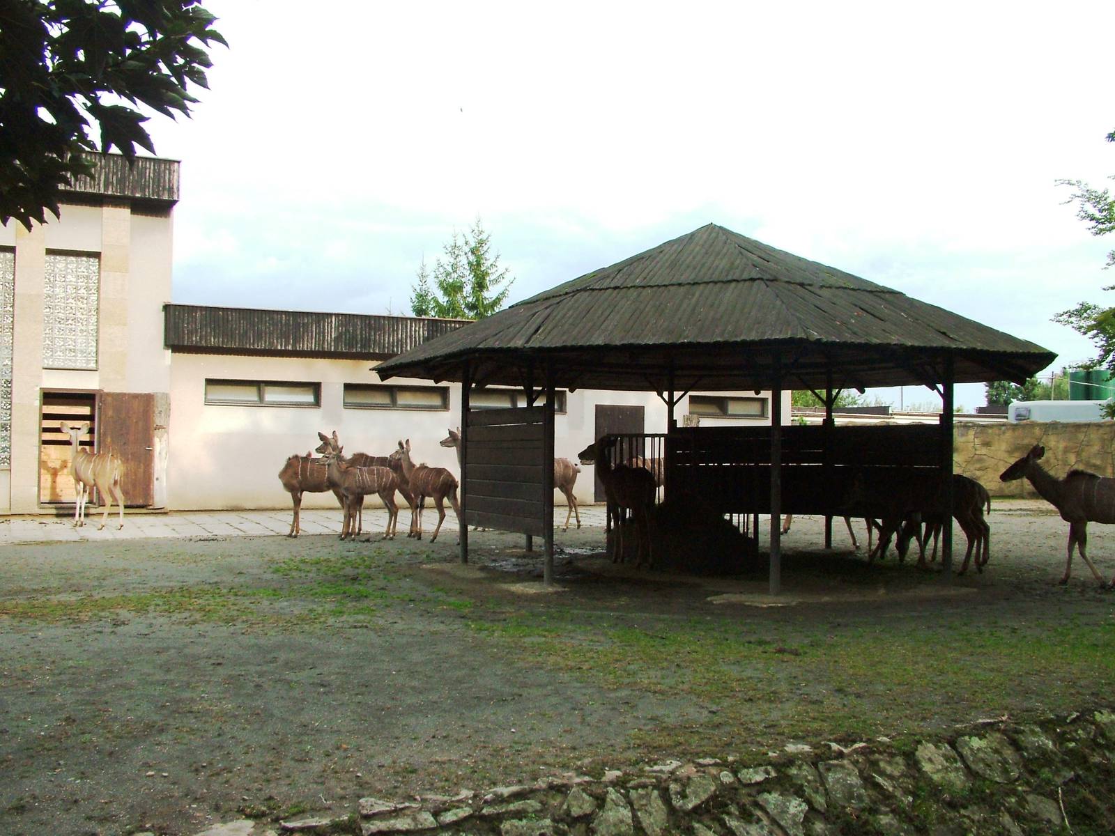 Antelope Paddock at Dvur Kralove, 26/08/12