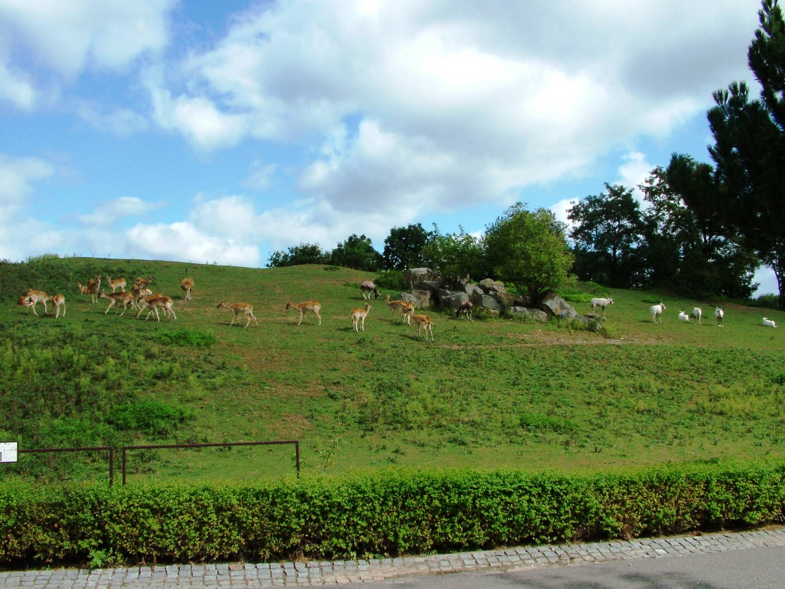 Antelope Paddock at Dvur Kralove, 27/08/12