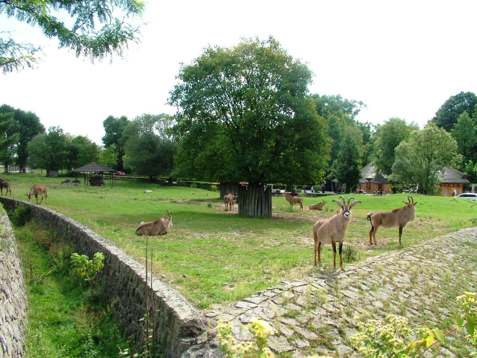 Antelope Paddock at Dvur Kralove, 27/08/12