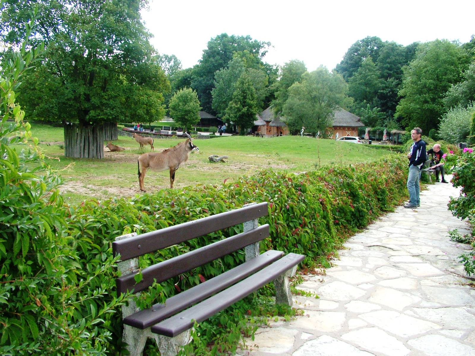 Antelope Paddock at Dvur Kralove, 27/08/12
