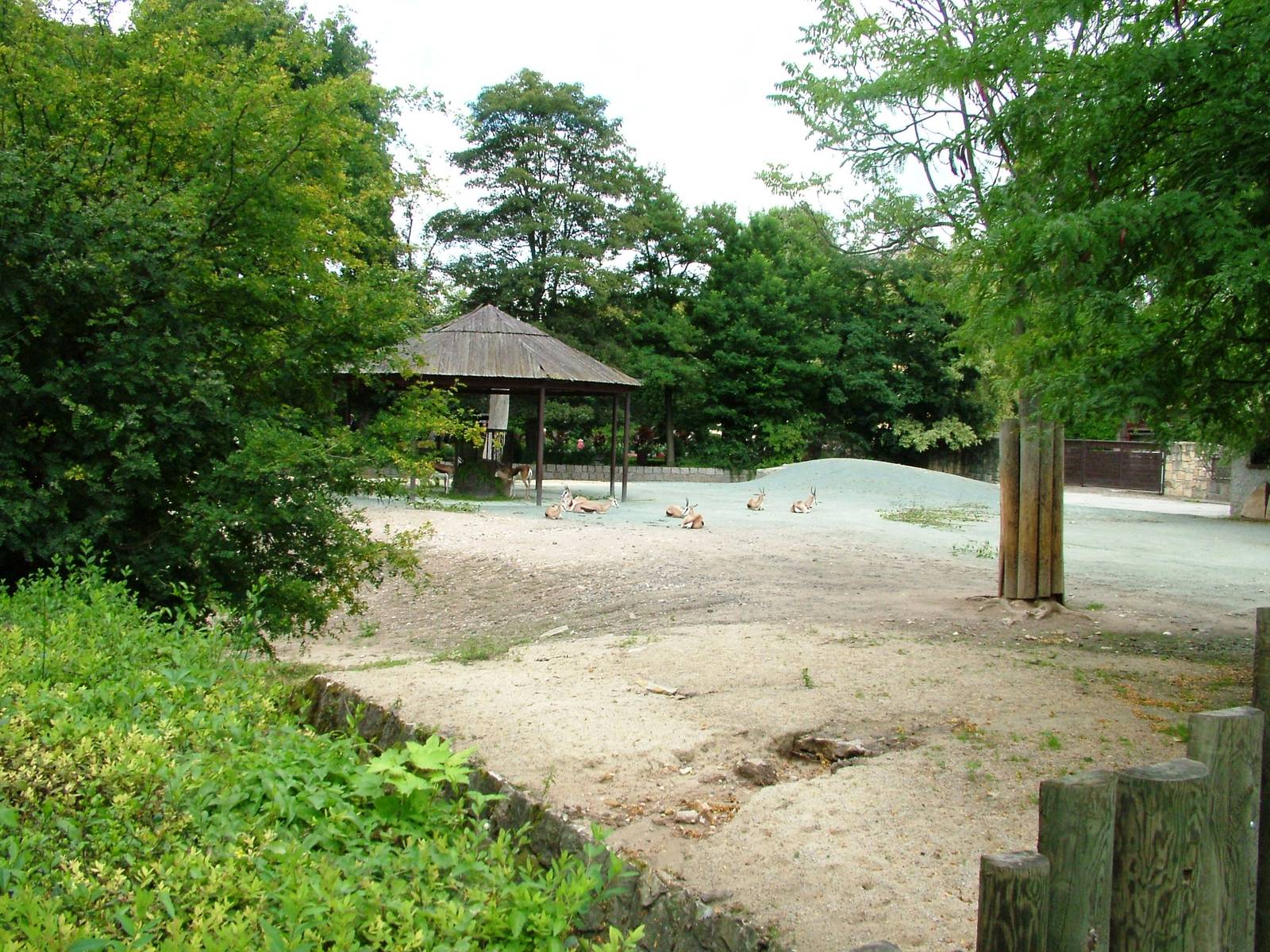 Antelope Paddock at Dvur Kralove, 27/08/12