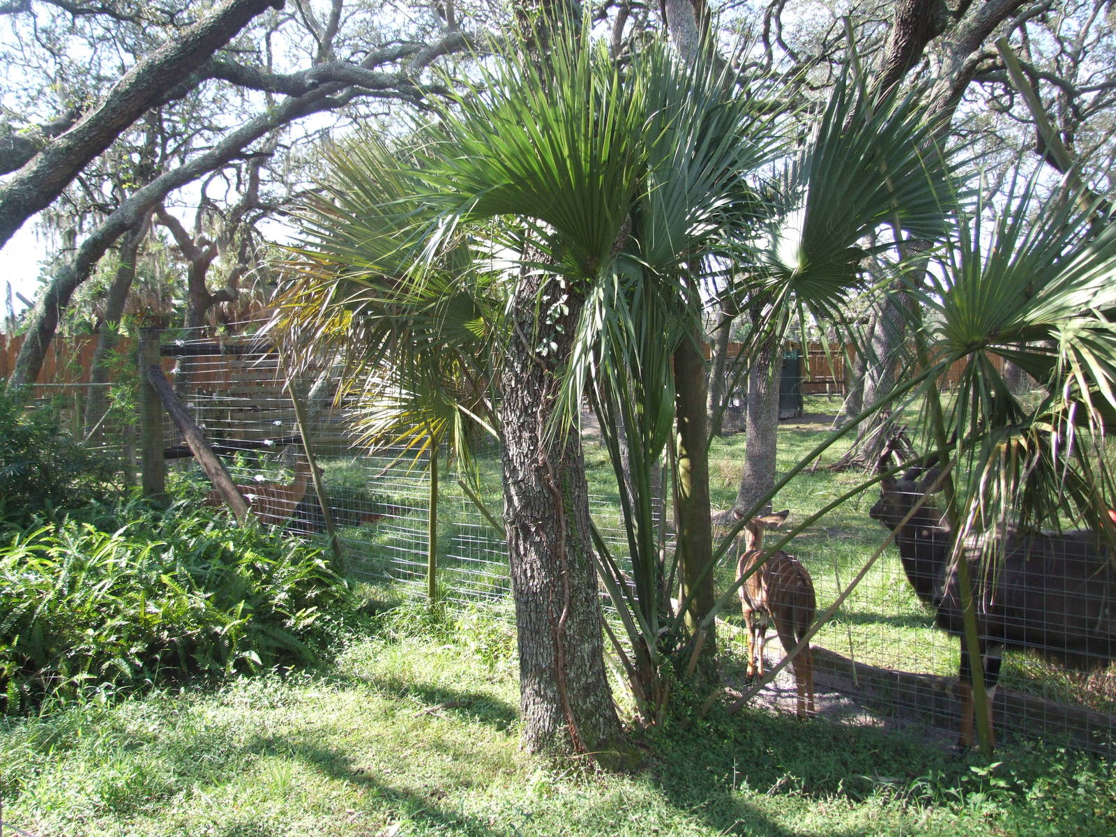 Antelope Paddock at Lowry Park, 13/10/13
