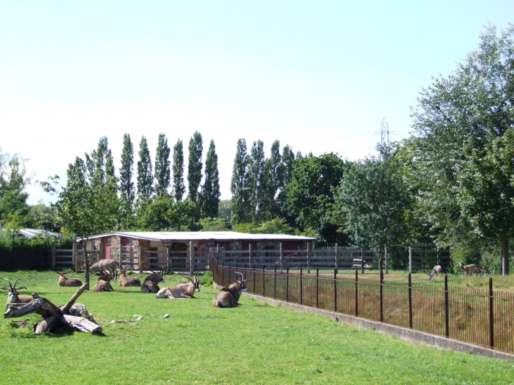 Antelope Paddocks at Chester, 27/07/14