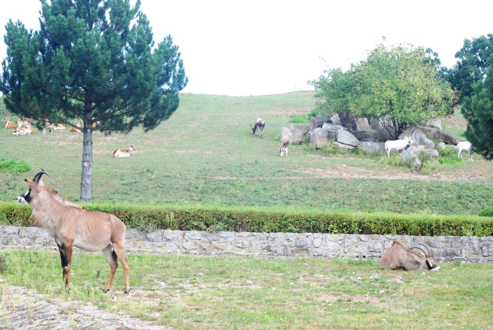 Antelope Paddocks at Dvur Kralove, 27/08/12