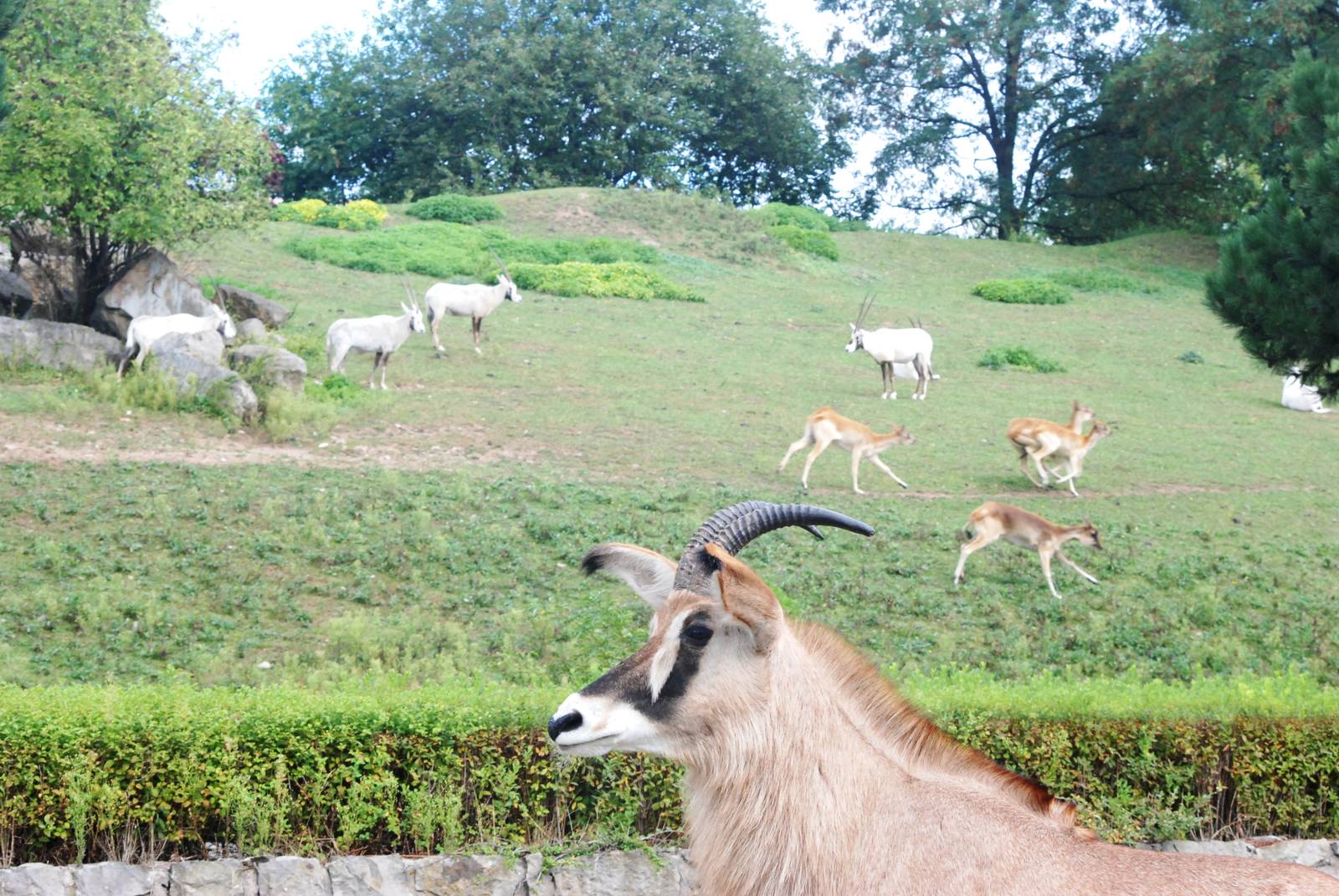 Antelope Paddocks at Dvur Kralove, 27/08/12