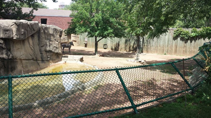Antelope + Zebra Area - Second Grevy's Exhibit