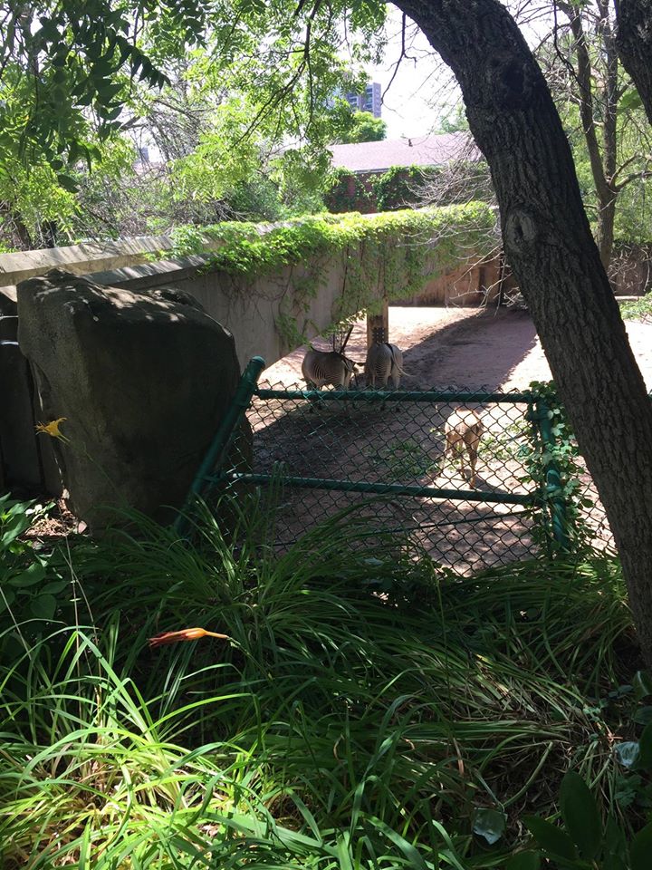 Antelope/Zebra Area- Zebra