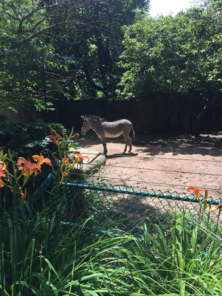 Antelope/Zebra Area- Zebra