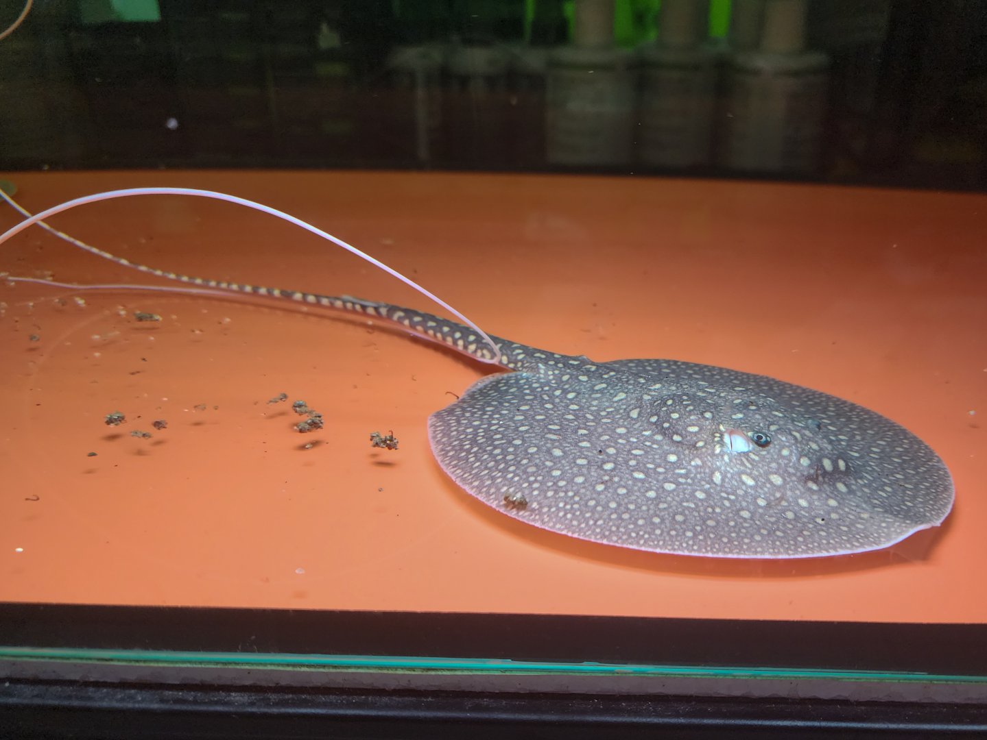 Antenna Stingray (Plesiotrygon iwamae)