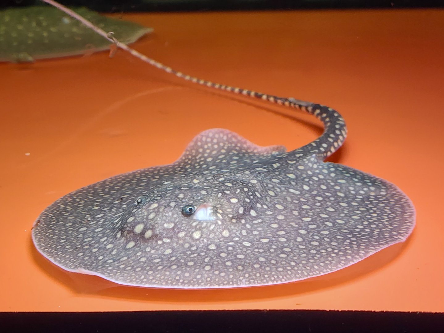 Antenna Stingray (Plesiotrygon iwamae)