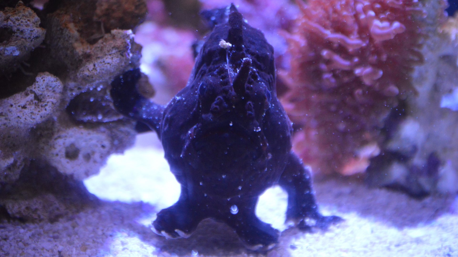 Antennarius commerson