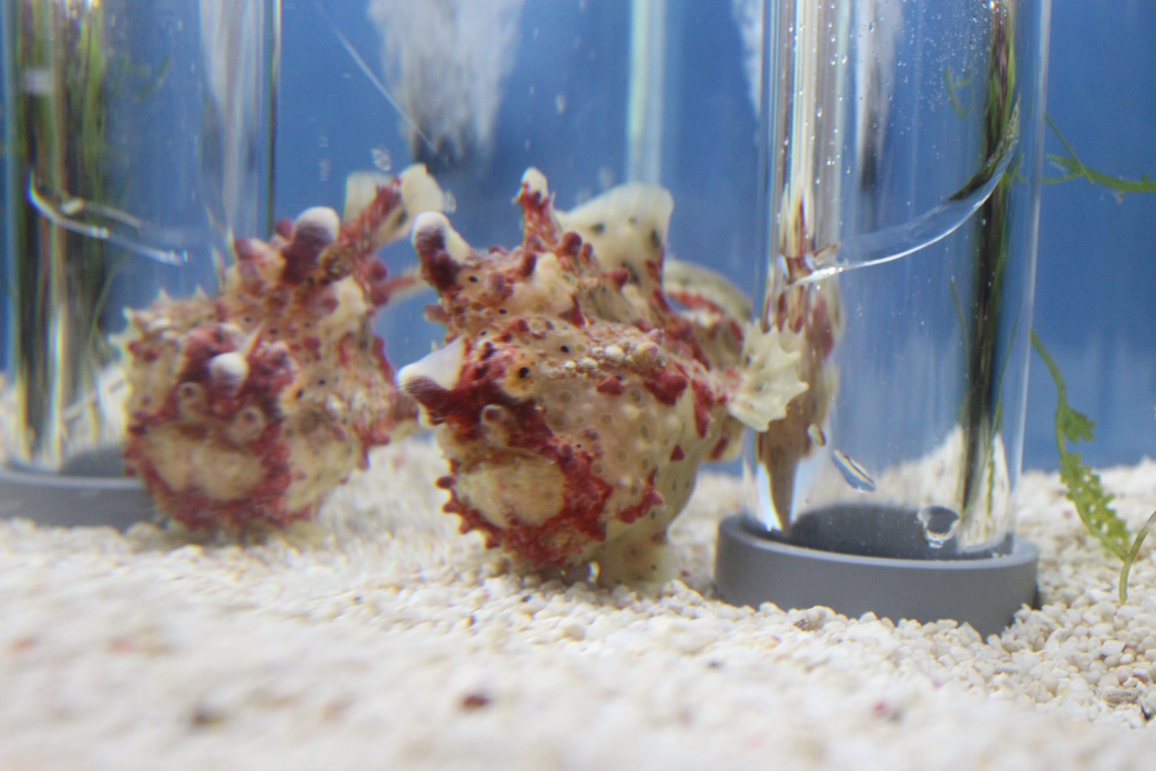 Antennarius maculatus