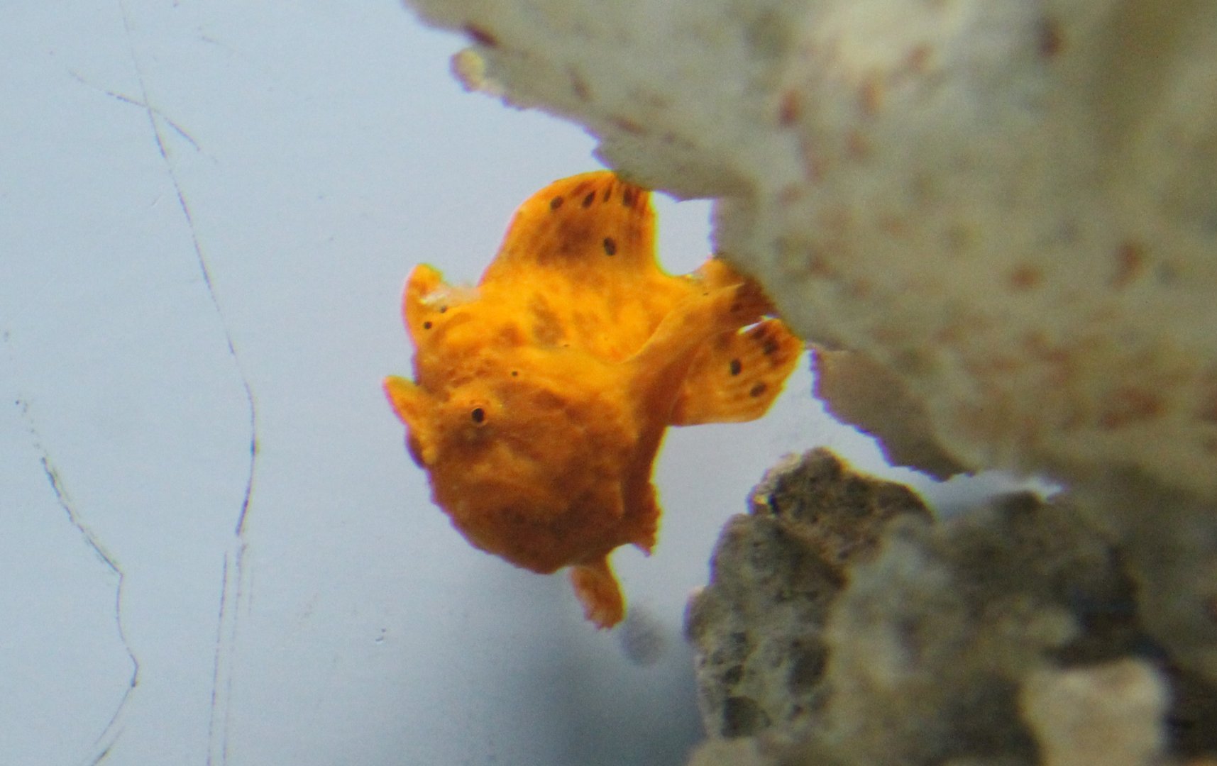 Antennarius pictus