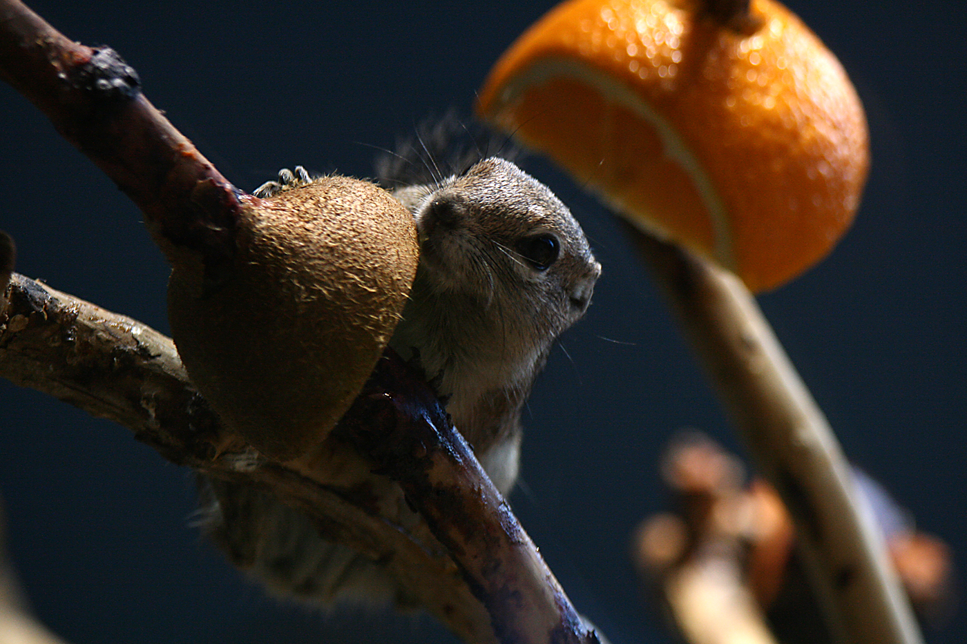 Anthelope ground squirrel