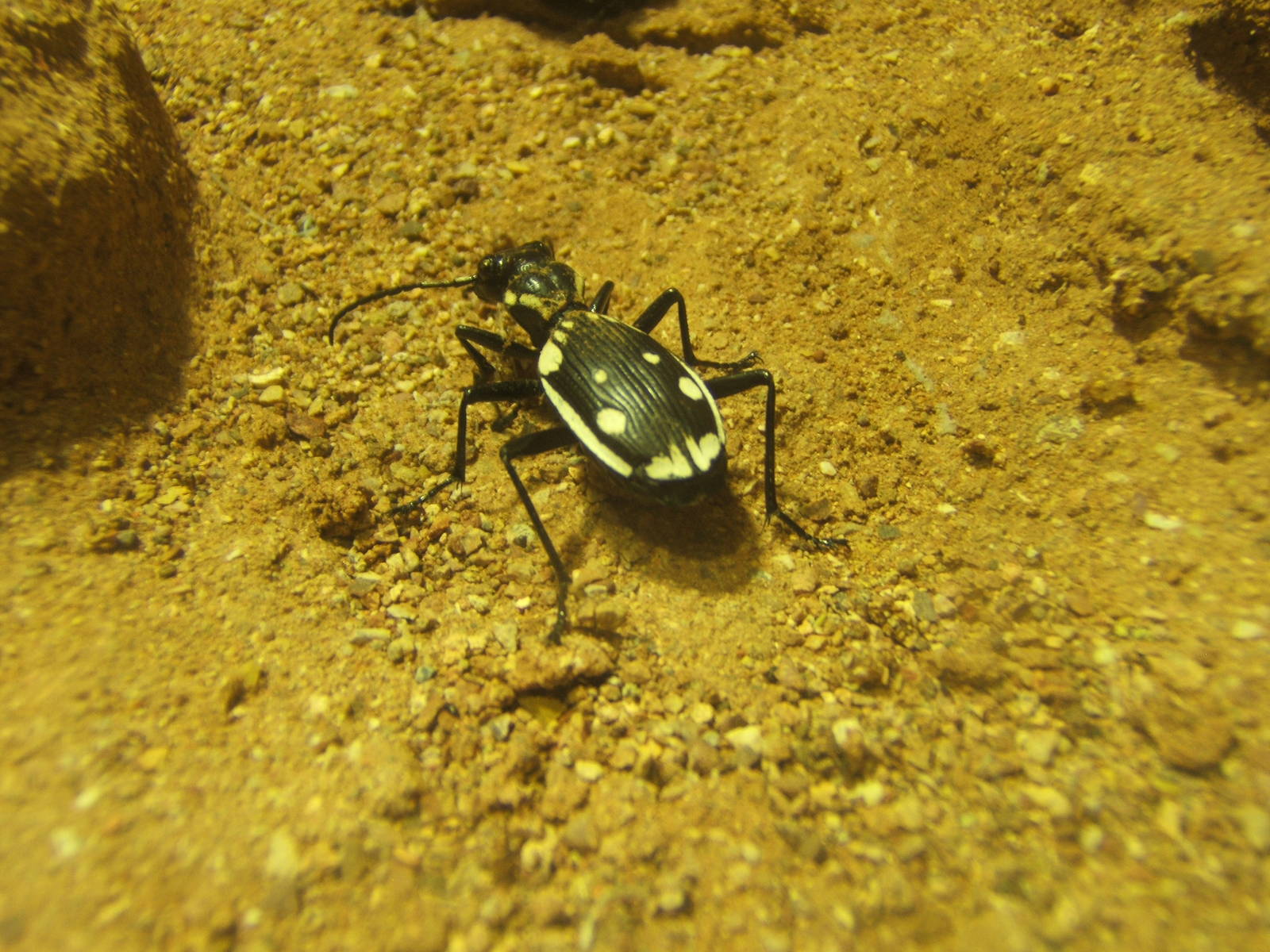 Anthia Ground Beetle (Anthia sexmaculata)