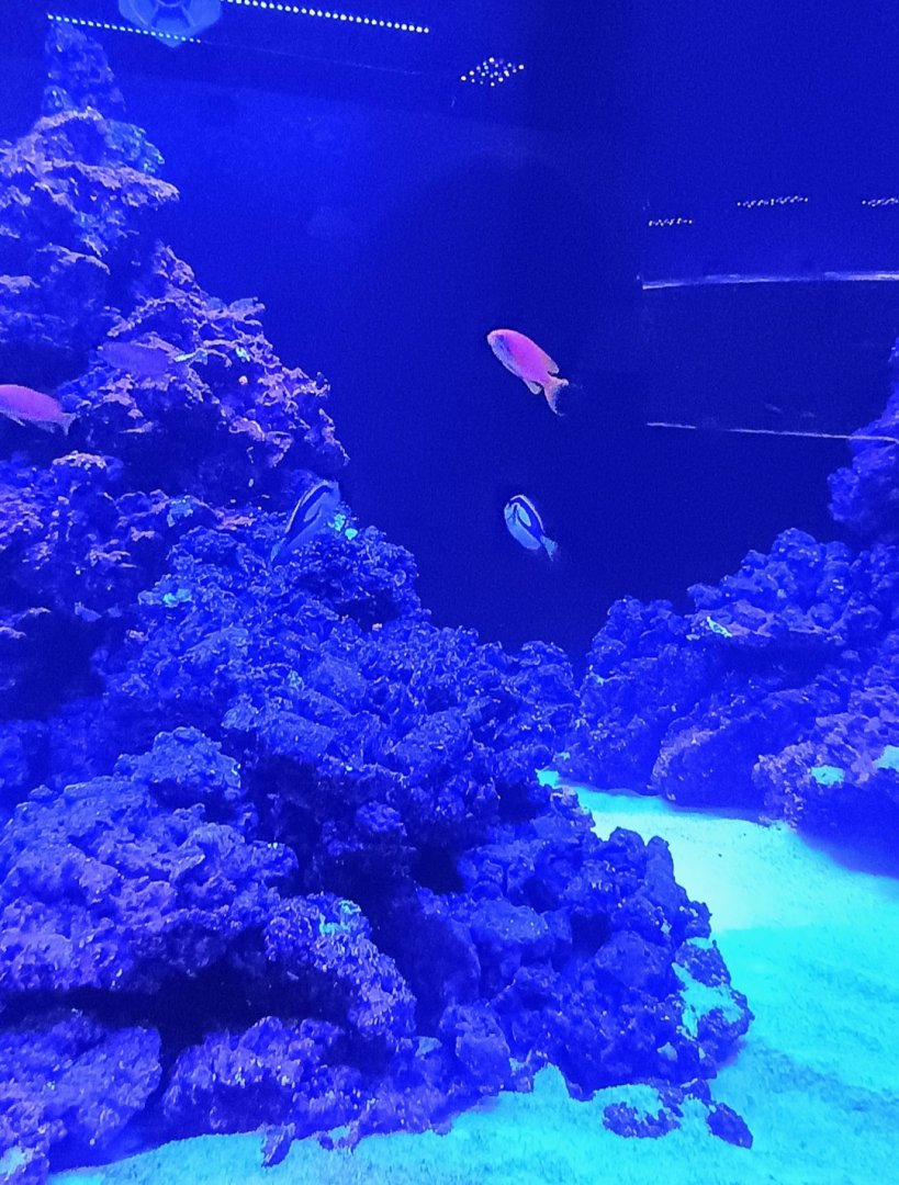 Anthias and Pacific Blue Tangs (6/21/25)