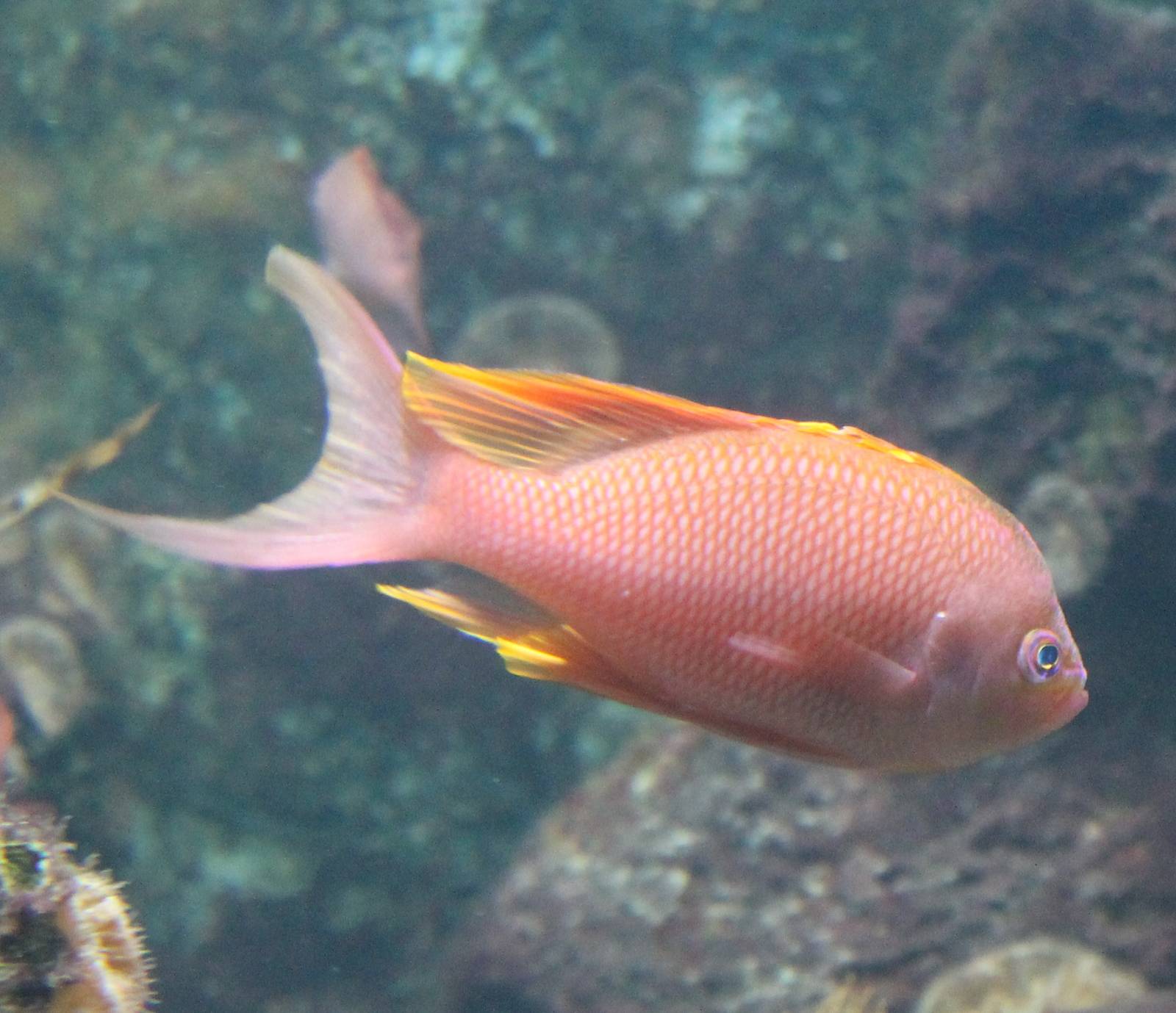 Anthias anthias