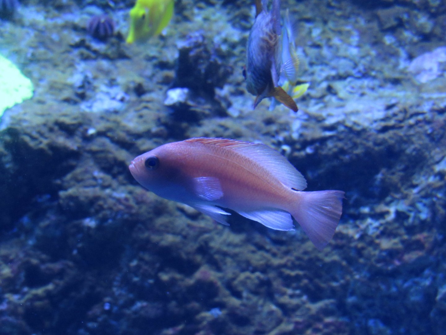 Anthias Fish Species ID???