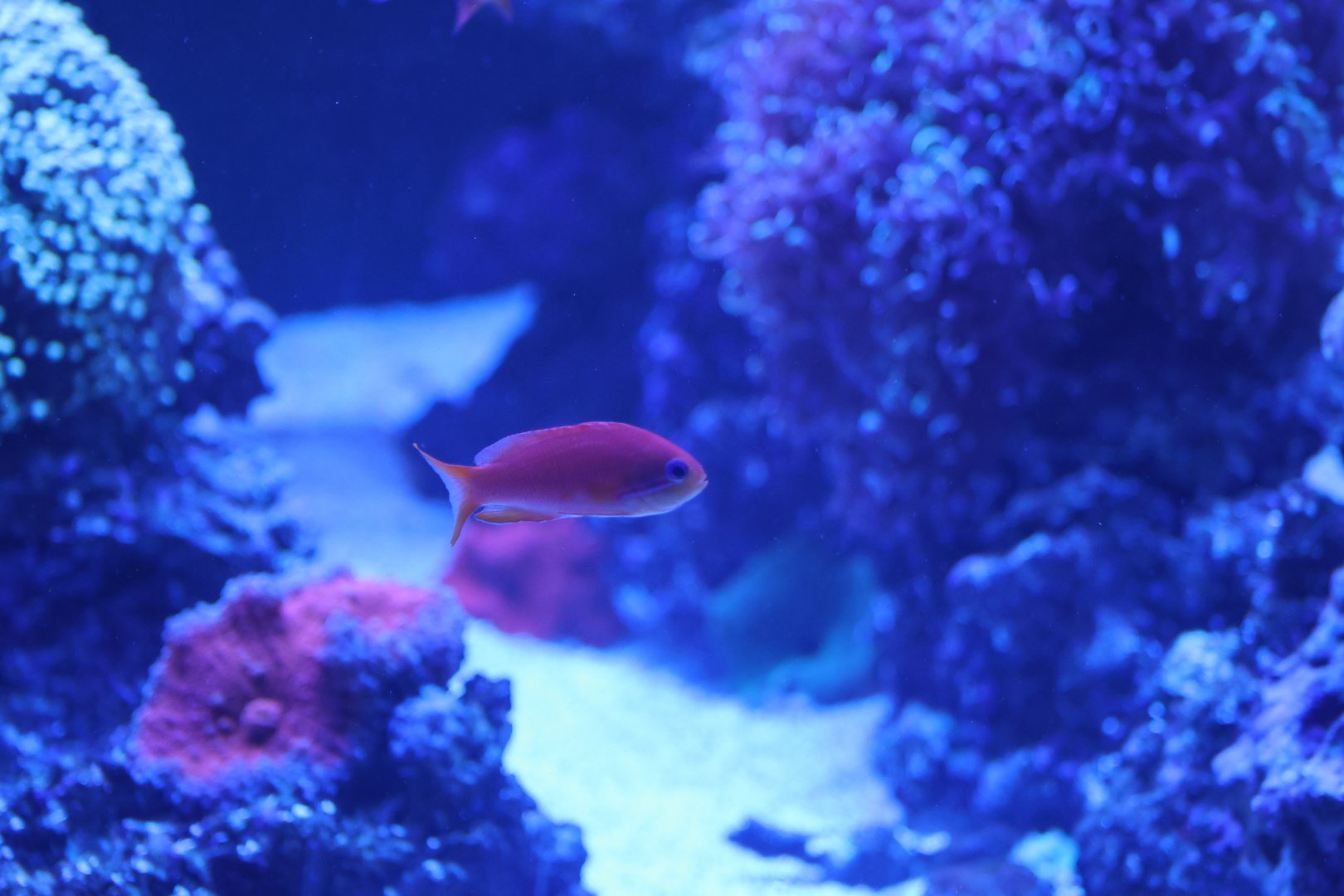 Anthias ID? - SEA LIFE Sydney