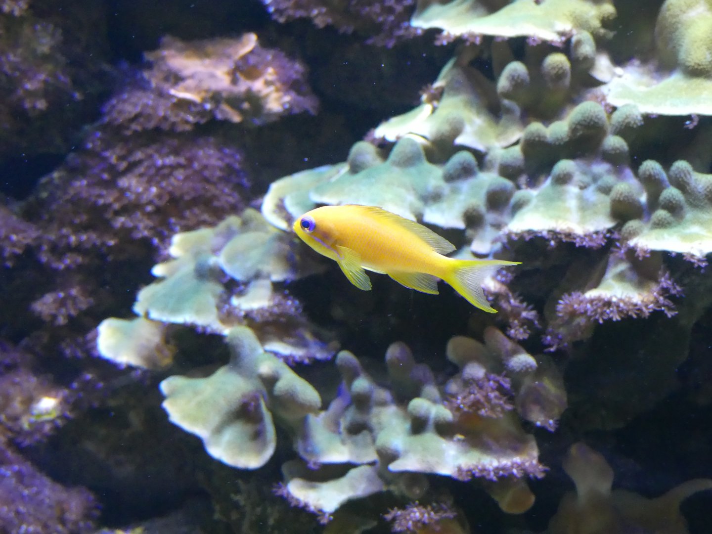 Anthias? ID - taken at Chester Zoo on 19.02.25
