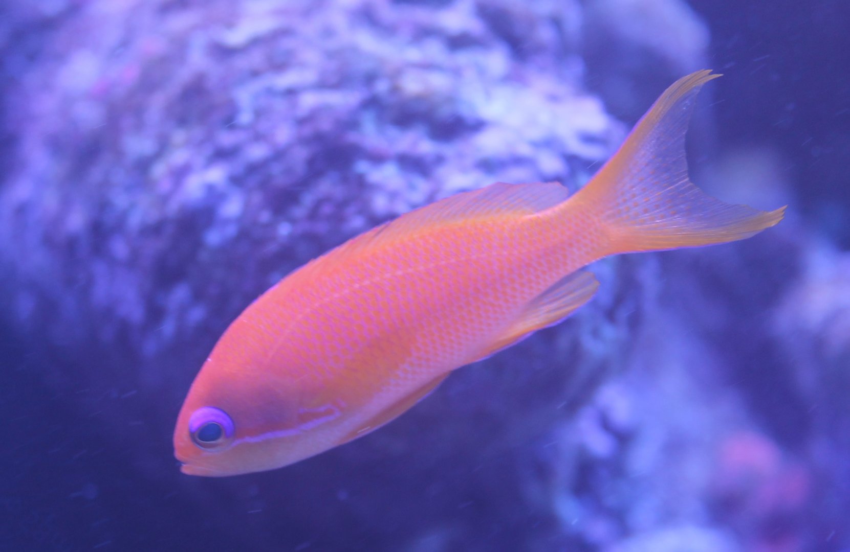 Anthias ID