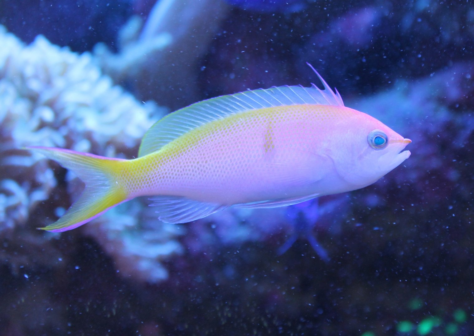 Anthias ID