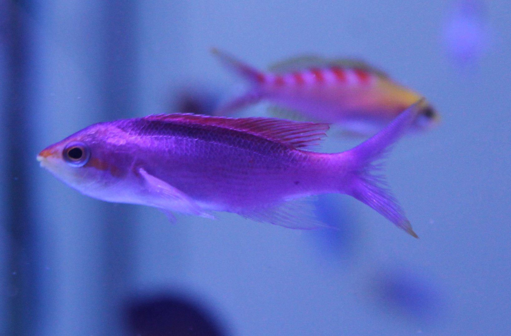 Anthias ID