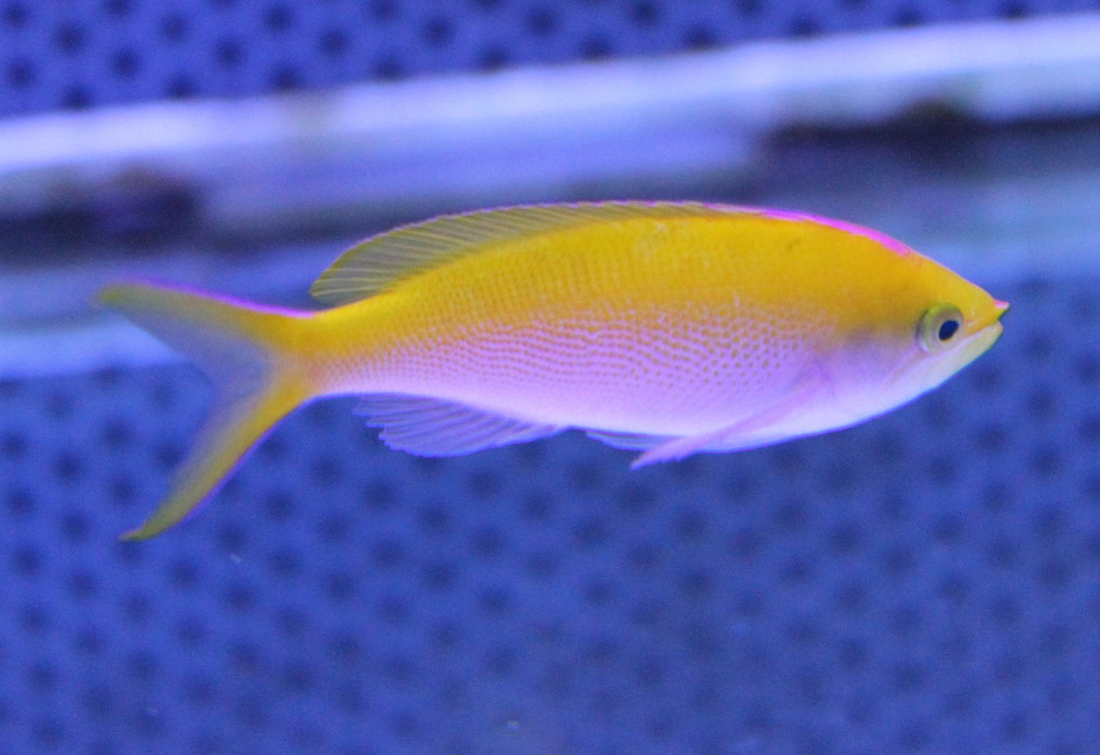 Anthias ID