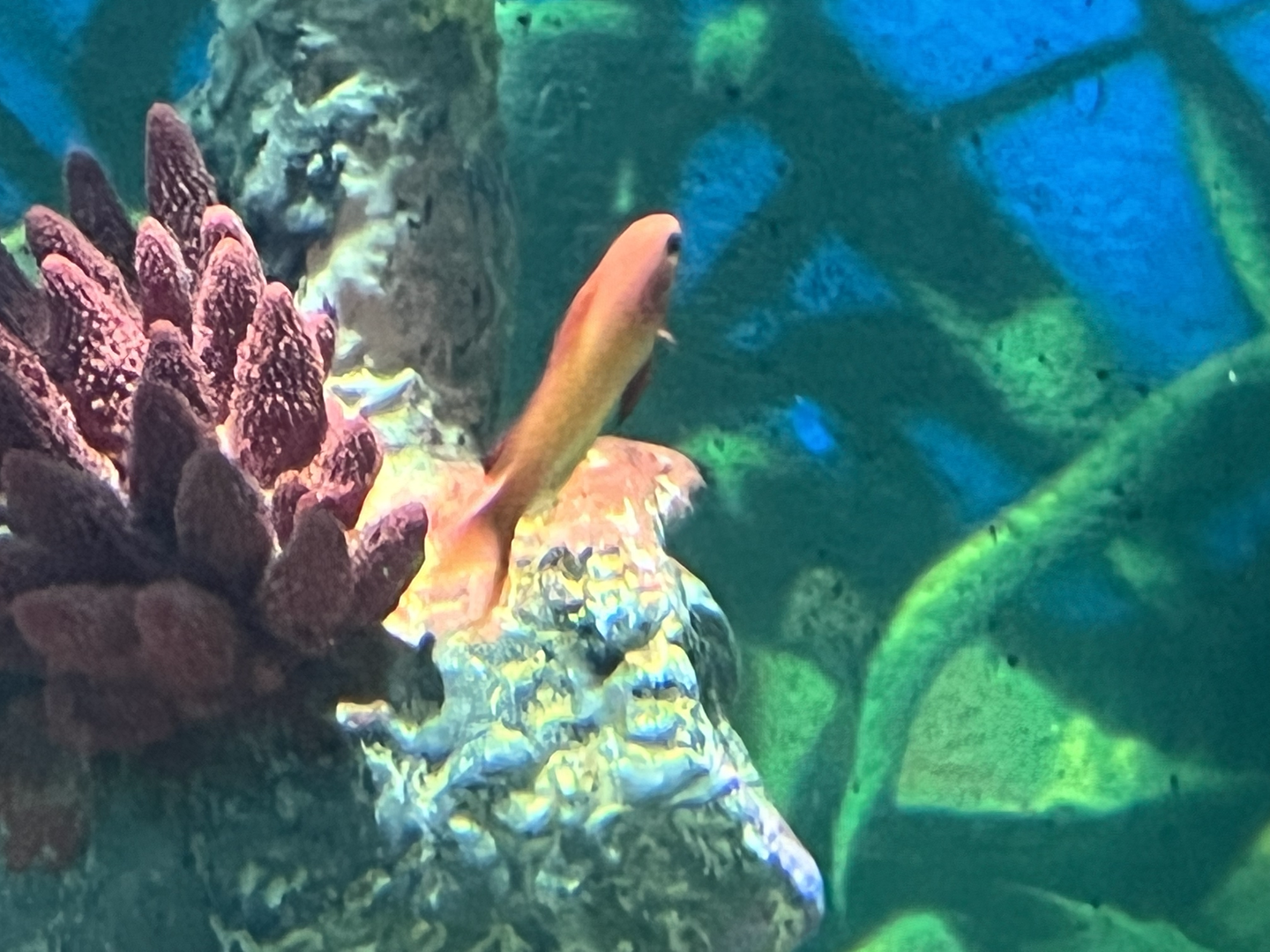 Anthias ID