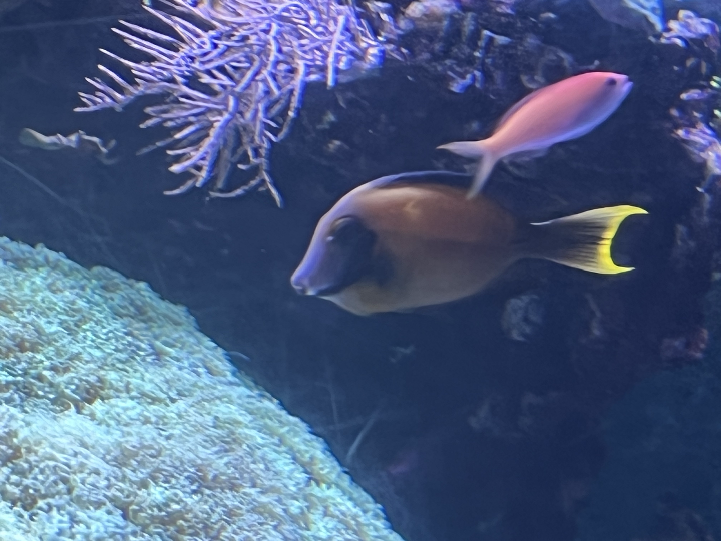 Anthias ID