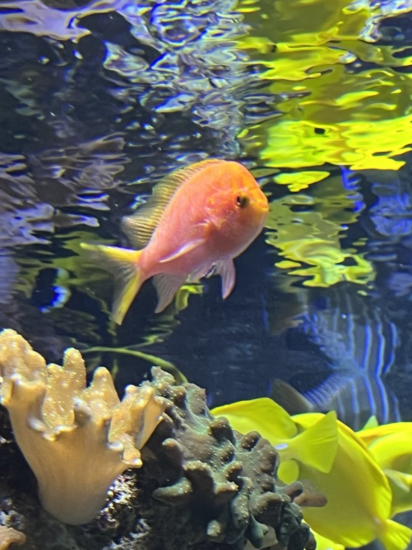 Anthias ID