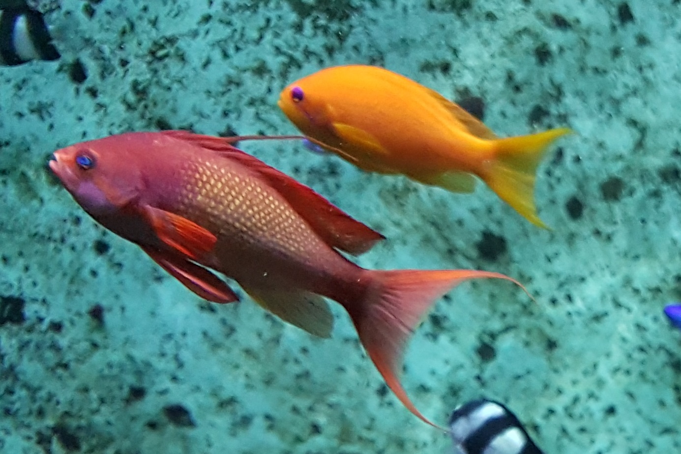 Anthias ID's
