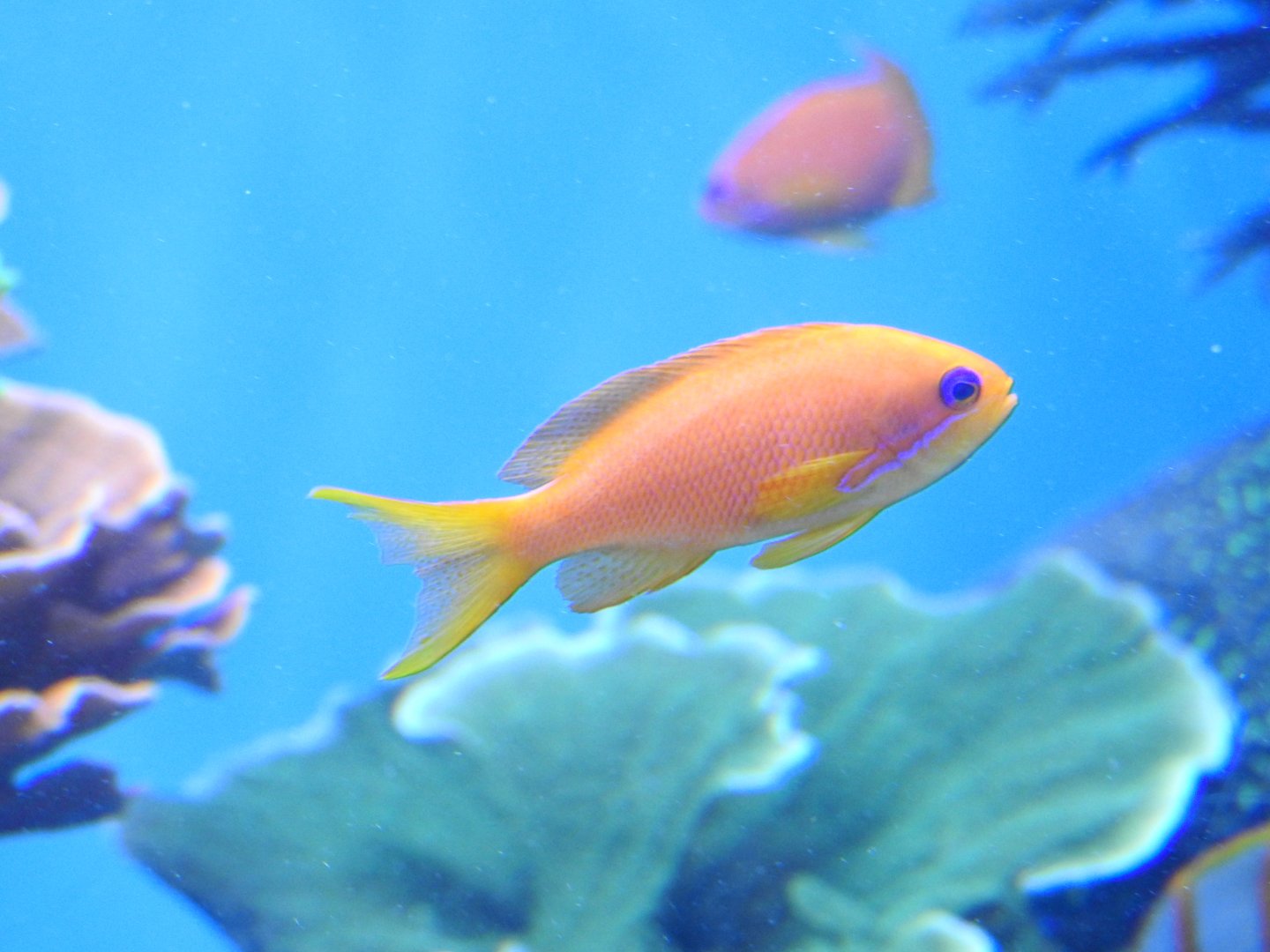 Anthias sp