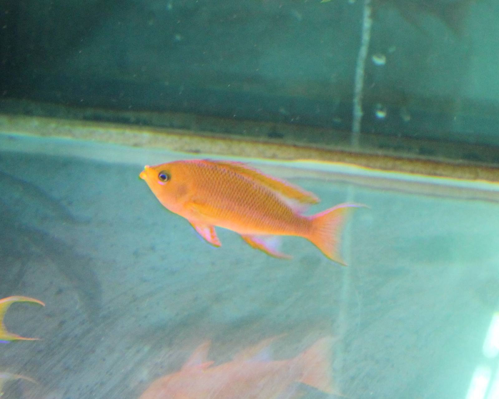 Anthias species