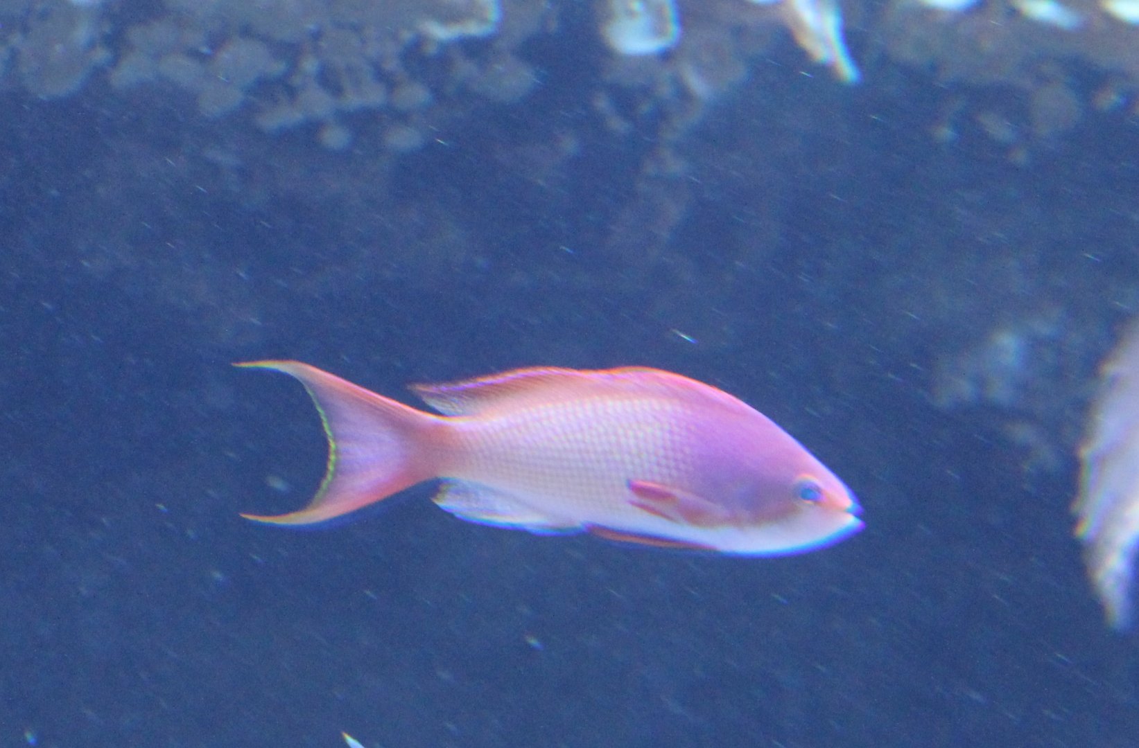 Anthias species