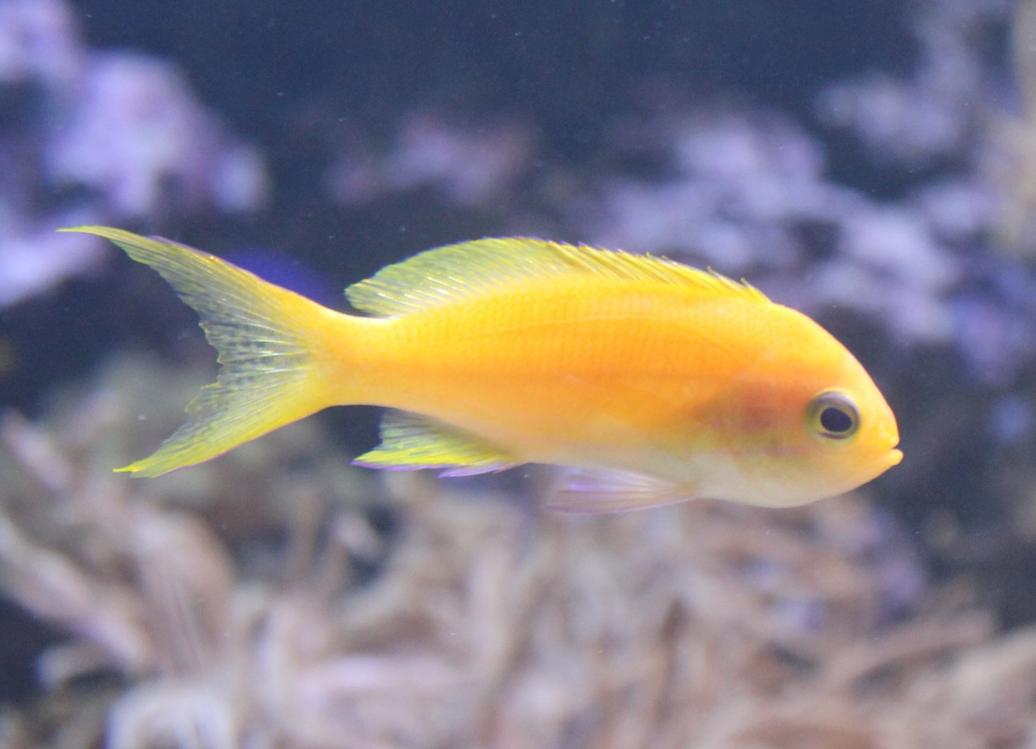 Anthias Species