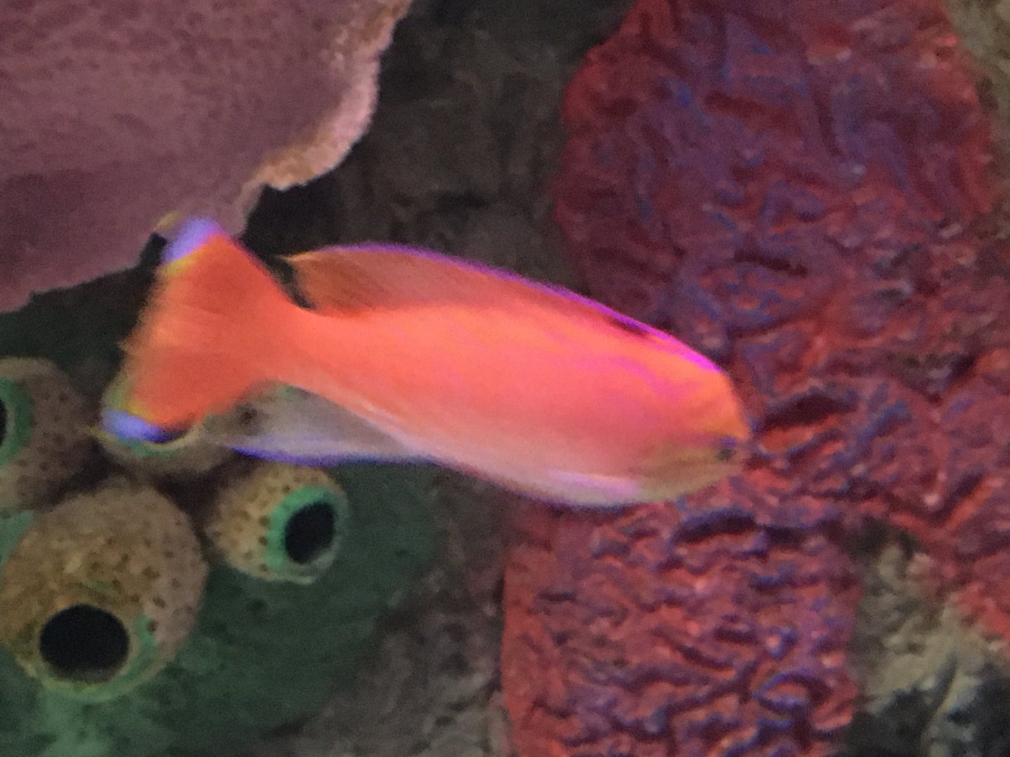 Anthias Species?