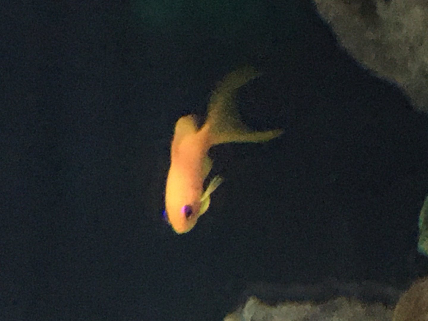 Anthias Species?
