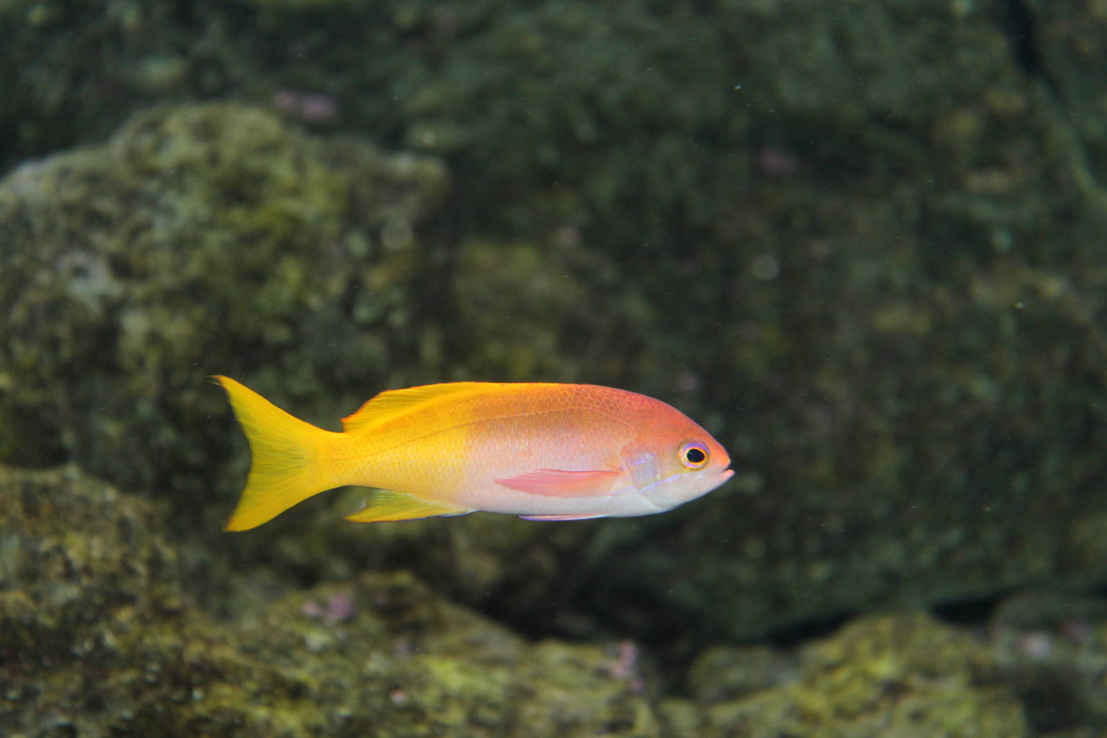 Anthias
