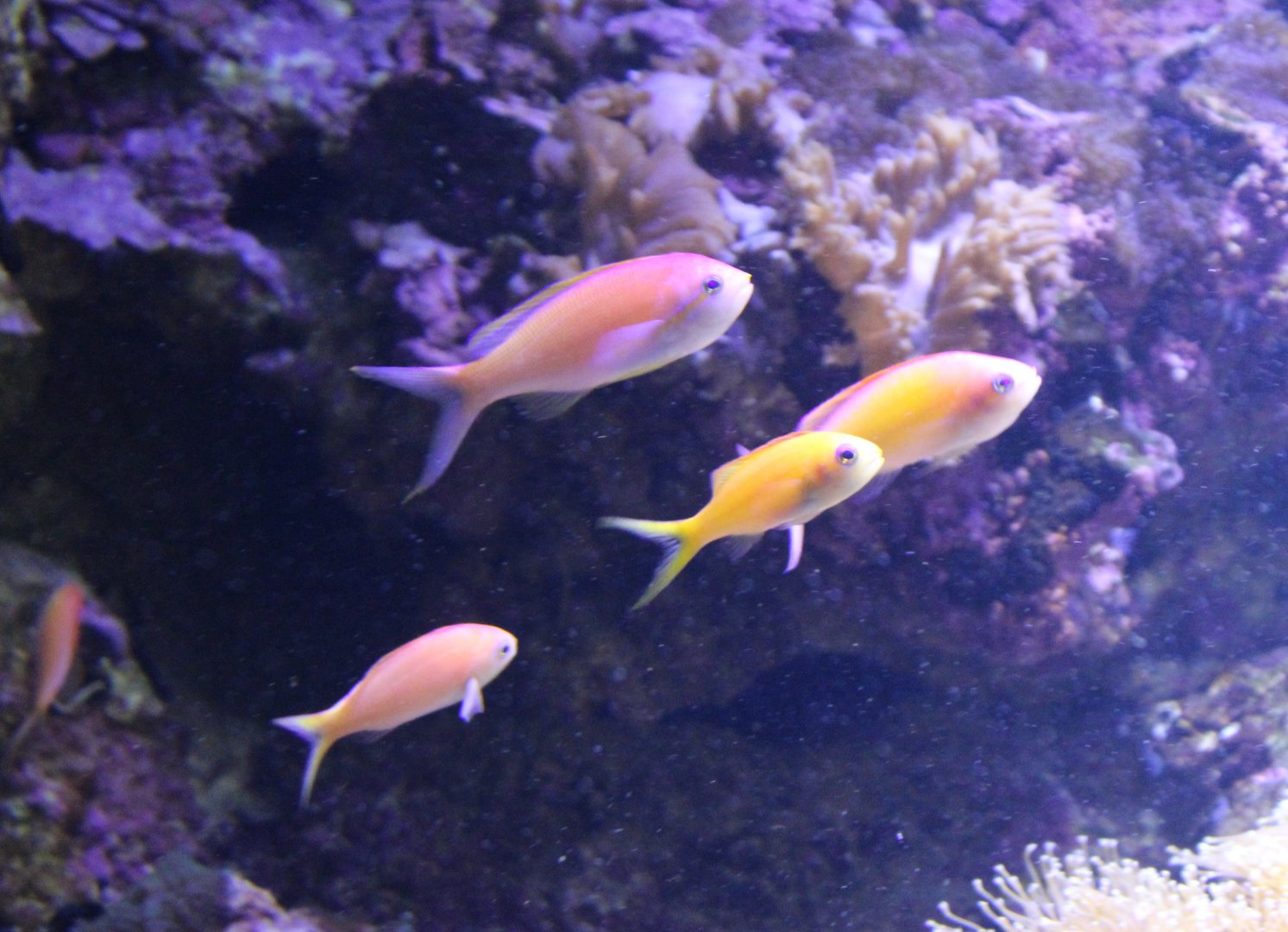 Anthias