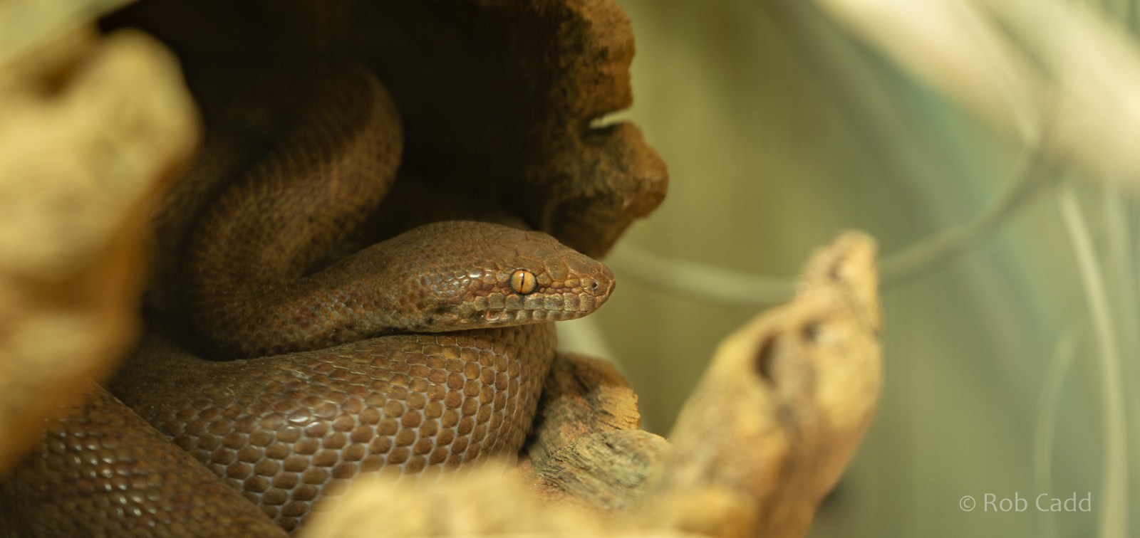 Anthill python : Hamerton : 20 Jan 2023