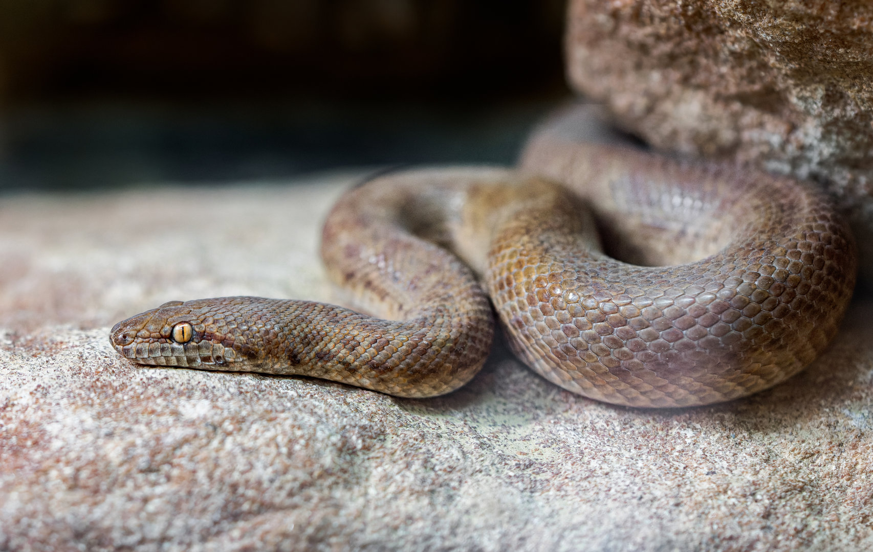Anthill Python / Pygmy Python / Hamerton / 13-9-23