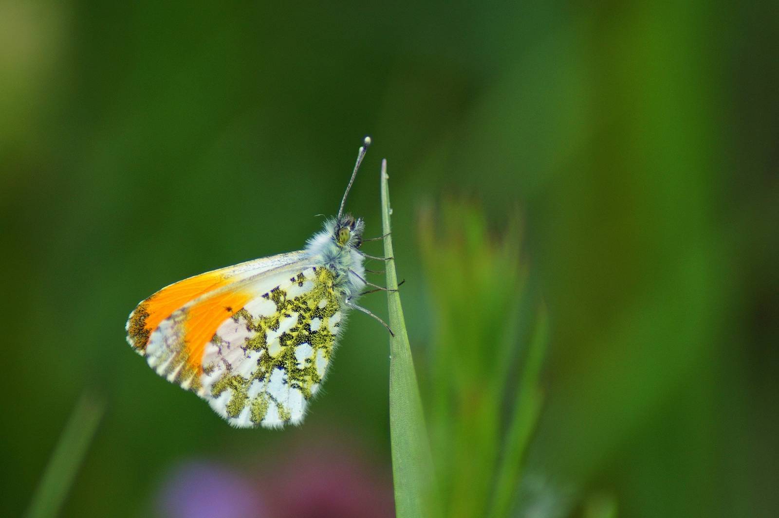 Anthocharis cardamines