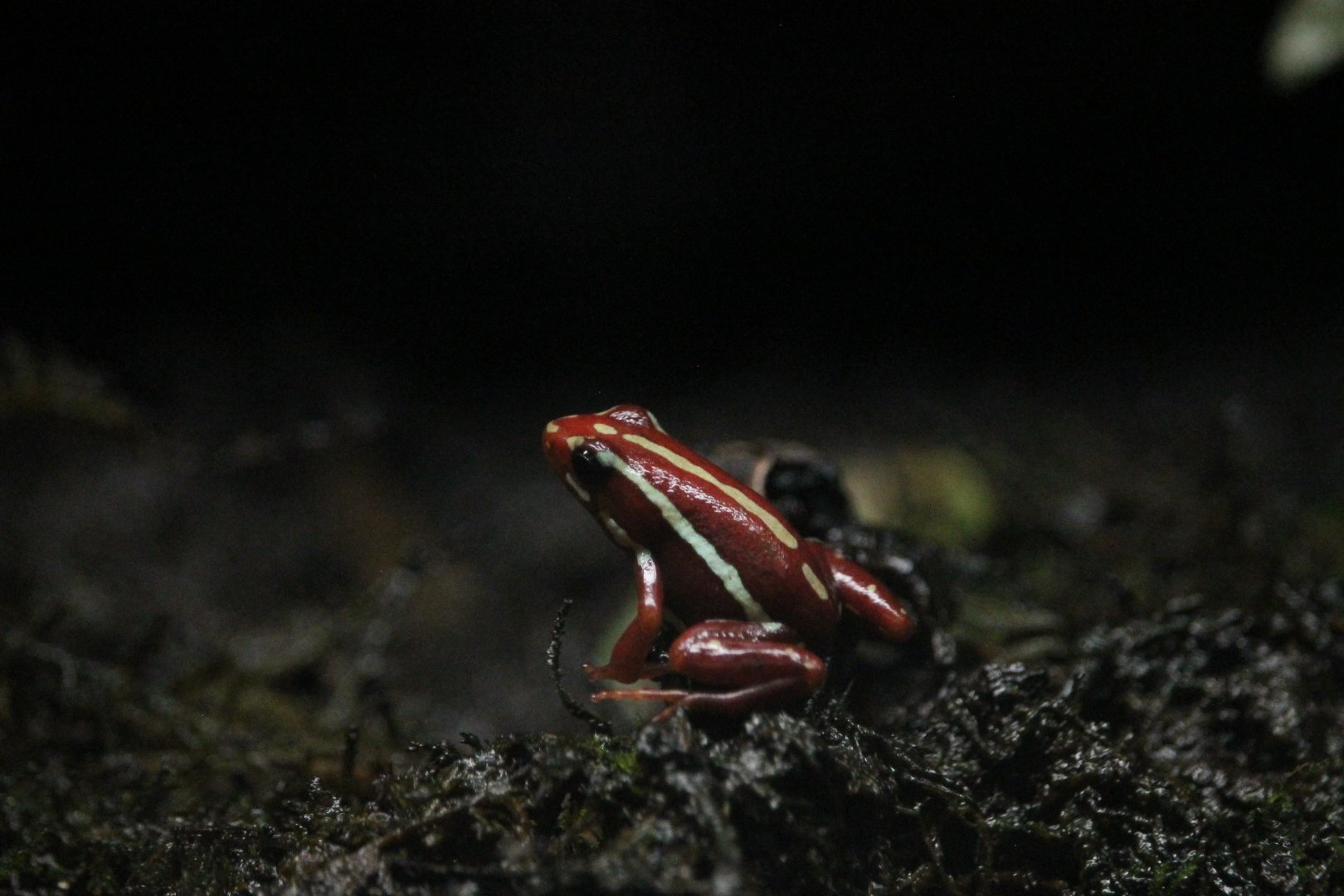 Anthony’s dart frog (Epipedobates anthonyi)