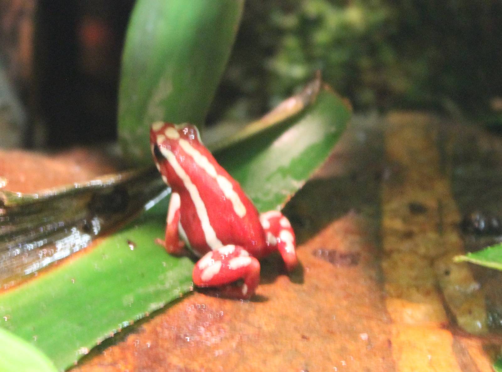 Anthonys dart frog