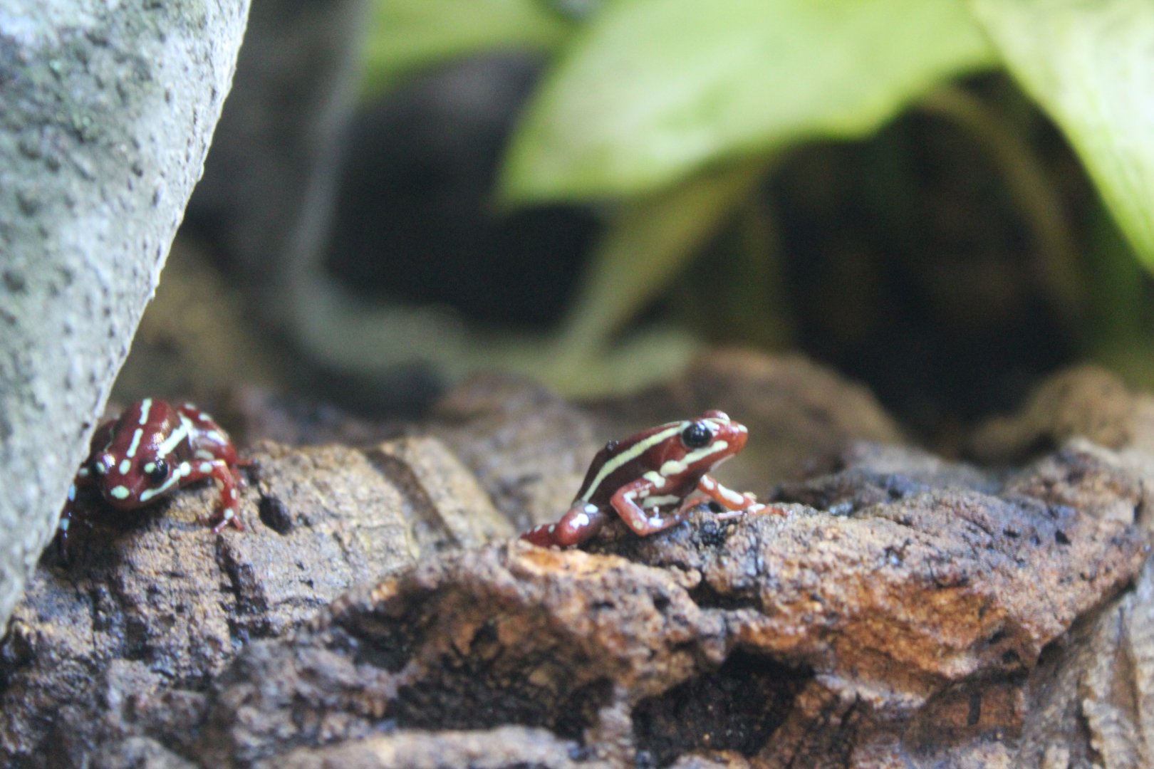 Anthony's dartfrog (Epipedobates anthonyi) in Wee Beasties