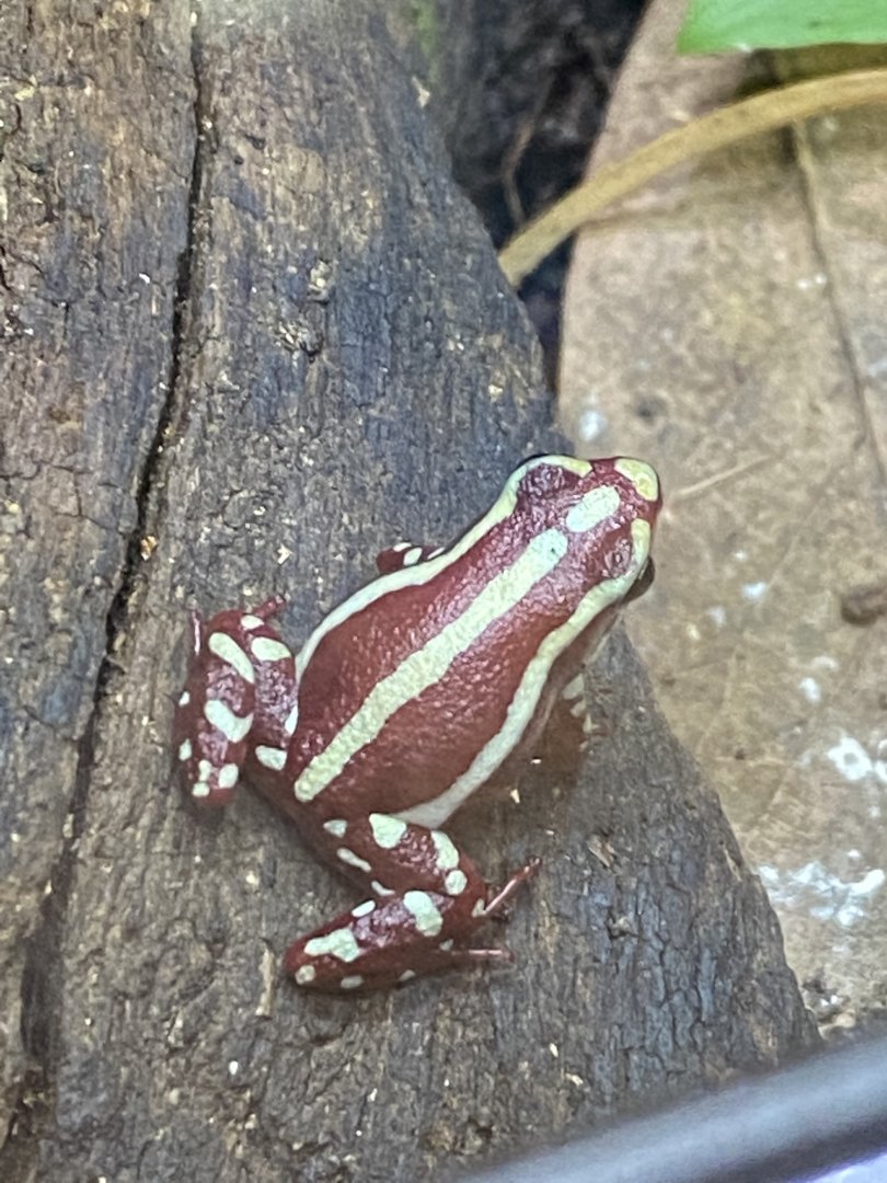 Anthonys poison arrow frog 021120